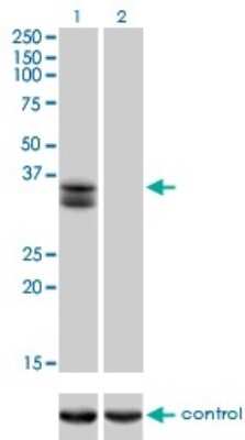 Western Blot: SIX2 Antibody (3D7) [H00010736-M01]