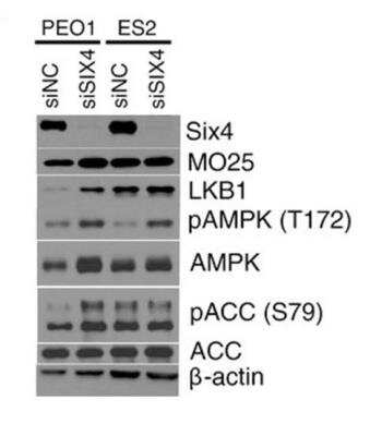 Knockdown Validated: SIX4 Antibody (7E2) [H00051804-M09]