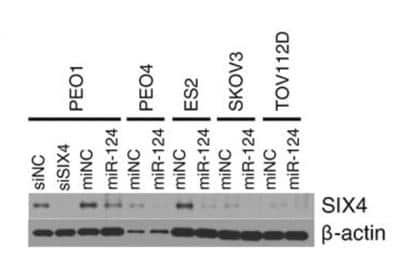 Western Blot: SIX4 Antibody (7E2) [H00051804-M09]