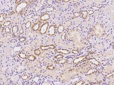 Immunohistochemistry-Paraffin: SIX4 Antibody [NBP2-98472]