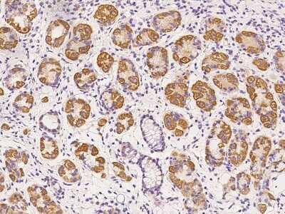 Immunohistochemistry-Paraffin: SIX4 Antibody [NBP2-98472]