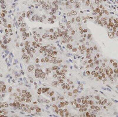 Immunohistochemistry-Paraffin: SIX5 Antibody [NBP1-85009]