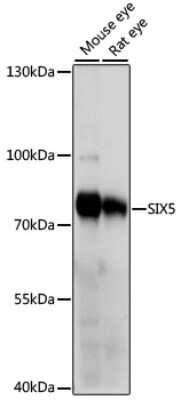 Western Blot: SIX5 AntibodyAzide and BSA Free [NBP2-94452]