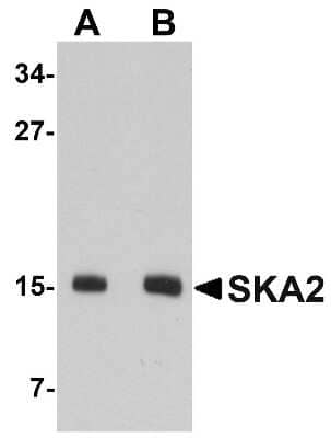 Western Blot: SKA2 AntibodyBSA Free [NBP1-76312]