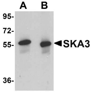 Western Blot: SKA3 AntibodyBSA Free [NBP1-76311]