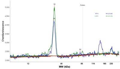 Simple Western: SKAP Antibody [NBP1-94007]