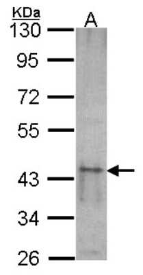 Western Blot: SKAP55 Antibody [NBP1-32479]