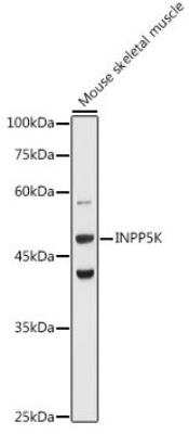 Western Blot: SKIP AntibodyBSA Free [NBP2-94173]