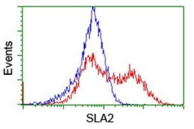Flow Cytometry: SLA2 Antibody (OTI3A7) [NBP2-45867]