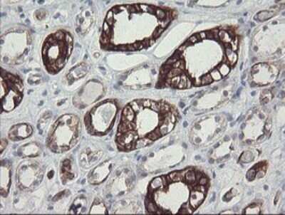 Immunohistochemistry: SLA2 Antibody (OTI3A7) [NBP2-45867]