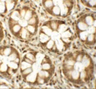 Immunohistochemistry: SLAM/CD150 Antibody - BSA Free [NBP1-76555]