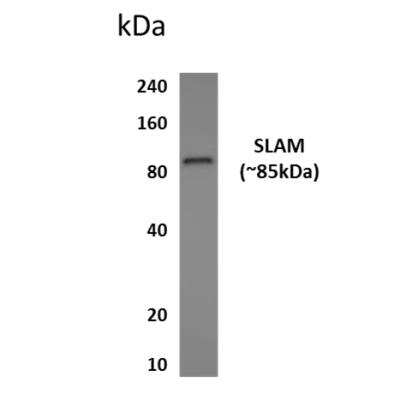 Western Blot: SLAM/CD150 Antibody (MM0553-6L6)Azide and BSA Free [NBP2-11907]