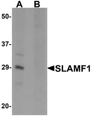 Western Blot: SLAM/CD150 AntibodyBSA Free [NBP1-76555]