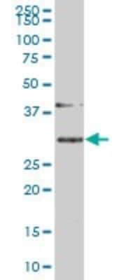 Western Blot: SLBP Antibody (2C4-1C8) [H00007884-M01]