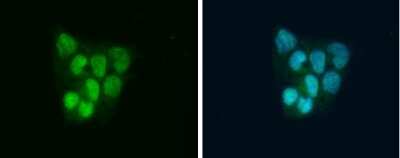 Immunocytochemistry/ Immunofluorescence: SLBP Antibody [NBP3-12936]