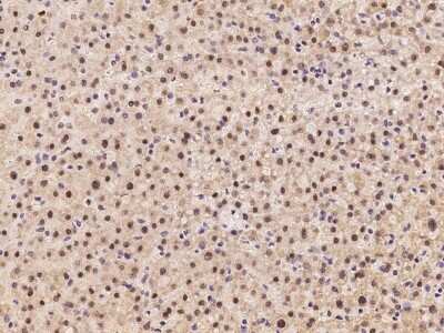Immunohistochemistry-Paraffin: SLBP Antibody [NBP2-97869]
