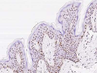 Immunohistochemistry-Paraffin: SLBP Antibody [NBP2-97869]