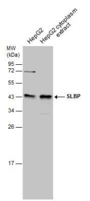 Western Blot: SLBP Antibody [NBP3-12936]