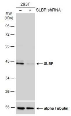 Knockdown Validated: SLBP Antibody [NBP3-12936]