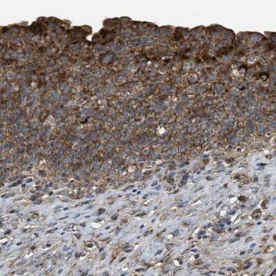 Immunohistochemistry-Paraffin: SLC10A3 Antibody [NBP1-84957]