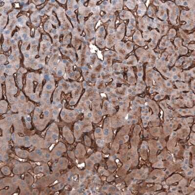 Immunohistochemistry-Paraffin: SLC10A5 Antibody [NBP1-85965]