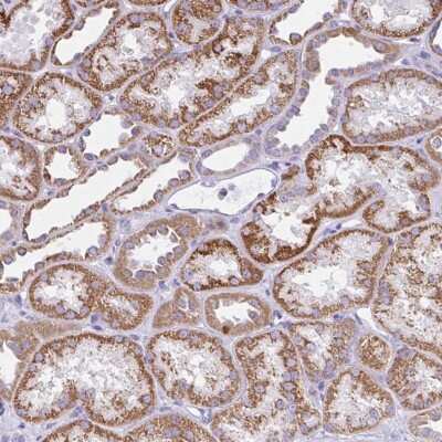 Immunohistochemistry-Paraffin: SLC13A1 Antibody [NBP2-30984]