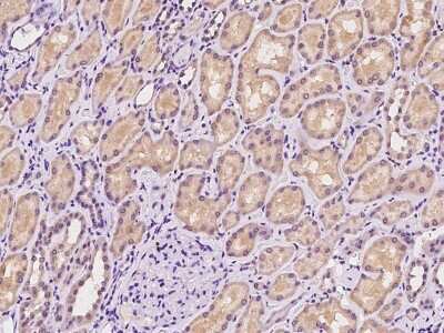 Immunohistochemistry-Paraffin: SLC13A1 Antibody [NBP2-98609]