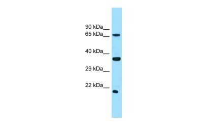 Western Blot: SLC13A1 Antibody [NBP2-85735]