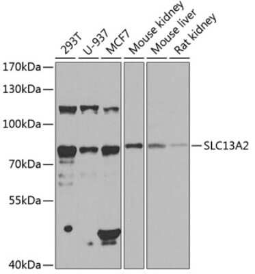 Western Blot: SLC13A2 AntibodyBSA Free [NBP2-94680]