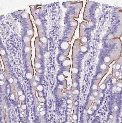 Immunohistochemistry-Paraffin: SLC13A2 Antibody [NBP1-82604]