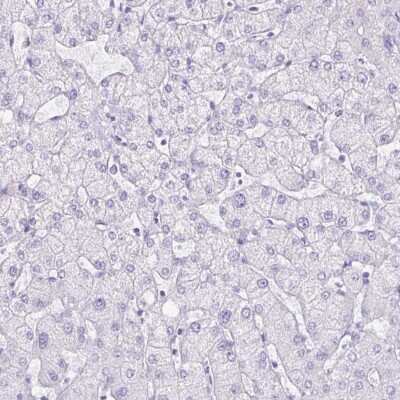 Immunohistochemistry-Paraffin: SLC13A2 Antibody [NBP1-82604]