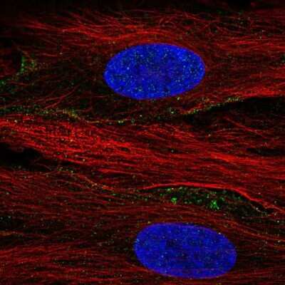 Immunocytochemistry/ Immunofluorescence: SLC13A3/NaDC3 Antibody [NBP2-68586]