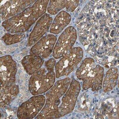 Immunohistochemistry-Paraffin: SLC13A3/NaDC3 Antibody [NBP1-82602]