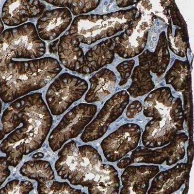 Immunohistochemistry-Paraffin: SLC13A3/NaDC3 Antibody [NBP1-82603]