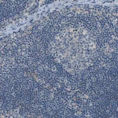 Immunohistochemistry-Paraffin: SLC13A3/NaDC3 Antibody [NBP1-82603]