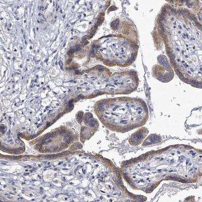 Immunohistochemistry-Paraffin: SLC13A4 Antibody [NBP2-13313]