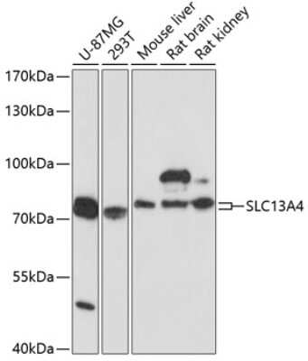 Western Blot: SLC13A4 AntibodyAzide and BSA Free [NBP2-94853]