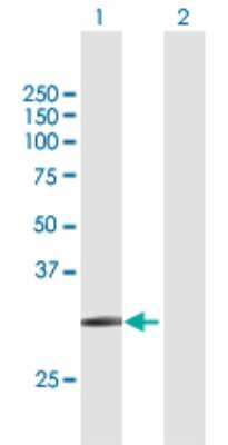 Western Blot: SLC14A1 Antibody [H00006563-B01P]