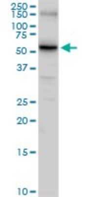 Western Blot: SLC14A1 Antibody [H00006563-D01P]