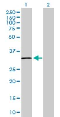 Western Blot: SLC14A1 Antibody [H00006563-D01P]