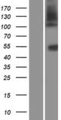 Western Blot: SLC14A1 Overexpression Lysate [NBP2-09479]