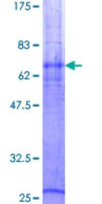 SDS-PAGE: Recombinant Human SLC14A1 GST (N-Term) Protein [H00006563-P01]