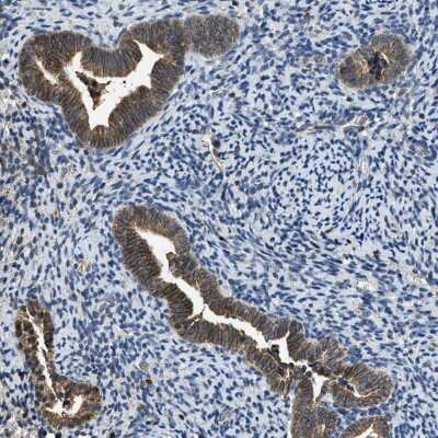 Immunohistochemistry-Paraffin: SLC15A4 Antibody [NBP1-87279]