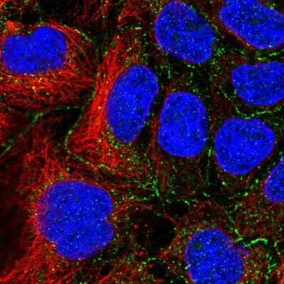 Immunocytochemistry/ Immunofluorescence: SLC16A10 Antibody [NBP1-80700]