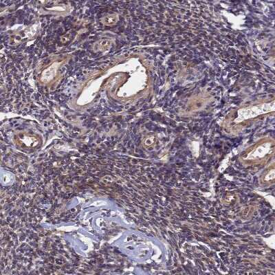 Immunohistochemistry-Paraffin: SLC16A14 Antibody [NBP1-83542]