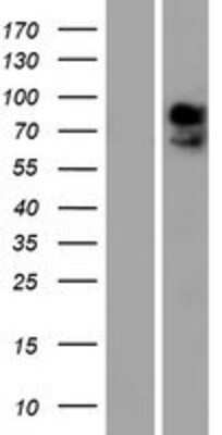 Western Blot: MCT8/SLC16A2 Overexpression Lysate [NBP2-07610]