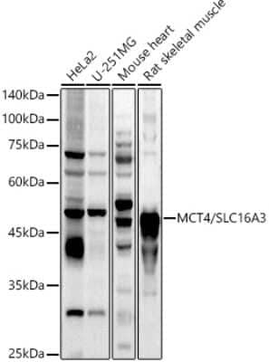 Western Blot: SLC16A3 AntibodyAzide and BSA Free [NBP2-94186]