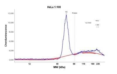 Simple Western: SLC16A3 Antibody [NBP1-81251]