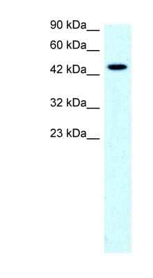 Western Blot: SLC17A2 Antibody [NBP1-60072]