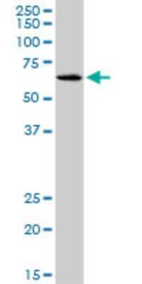 Western Blot: SLC17A4 Antibody (3E4) [H00010050-M03]